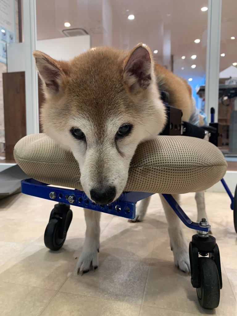 犬用車椅子・てくてくBのレンタル・販売 | 芦屋バティーズ